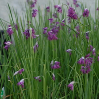 Allium cyathophorum farreri  Photo: J. Amand